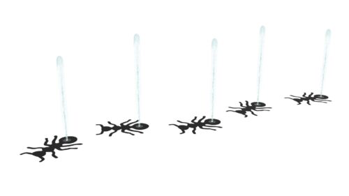 Ants 5