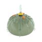 Sea Urchin